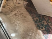 Scottish Fold 5 Aylık Dişi
