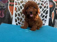 Ömürlük poodle yol arkadaşı