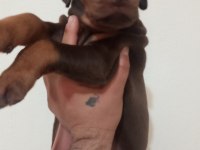 Kaliteli King Doberman Yavrular