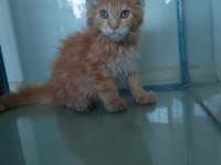 MAİNECOON ORANJ ERKEK TORTİ ÖZELLİKLİ