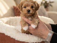 Birinci sınıf teacup maltipoo yavrular