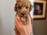 Apricot Toy Poodle Yavrularımız