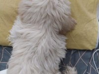 8 aylık köpeğimiz acil verilecektir