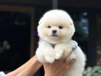 Sağlık ve ırk garantili Pomeranian boo
