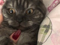 8 aylık scottish fold