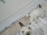 Ücretsiz sahiplendireceğim blue point beyaz scottish fold