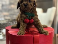 Toy poodle yavrusu tarçın rengi ve 2 kilo kalıyor
