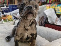 BEBEK FRENCH BULLDOG MERLE