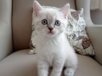 SON KALAN 2 YAVRU KEDİMİZ