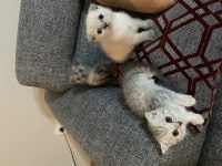 Scottish fold yavrularımız yeni yuvalarına hazır