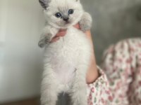 Blue Point British Shorthair