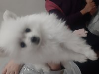 POMERANİAN BOO ANNELER GÜNÜ ÖZEL