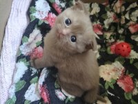 İki Renk Kahverengi Beyaz Mavi Göz Scottish Fold Yavrular