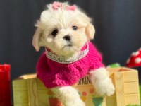 TEDDY FACE MALTİPOO BEBEKLERİMİZ
