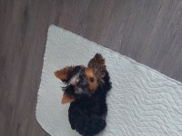SAF KAN TEACUP YORKSHİRE TERRİER YAVRUMUZ