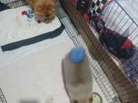Pomeranian Boo Üst Kalite Erkek