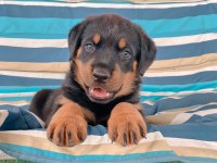 Üst Segment Rottweiler Bebeklerimiz