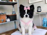 Özel Görünümlü Black White Pomeranian