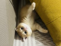 Eşsiz güzellikteki golden british shorthair yavrumuz