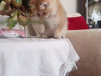 British shorthair golden ny 11 dişi erkek