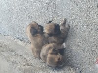 PEKİNEZ YAVRULAR 65 GÜNLÜK