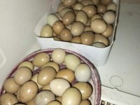 Çin Bıldırcın Sahiplendirme Ve Kuluçkalık Yumurtası