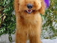 DEV LABRADOODLE YAVRULARIMIZ