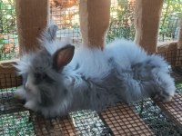 Teddy lop kolonisi 2+1 tavşan