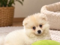 Yavru pomeranian
