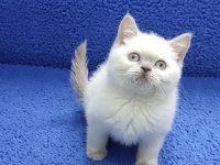 British Blue Point yavrumuz Teslime hazırdır