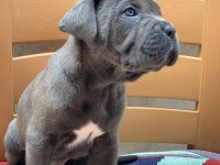 CANE CORSO YAVRULAR