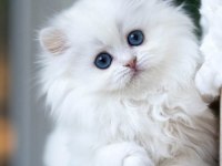 Kusursuz NS1133 British Longhair