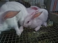 Albino Yavruları 2 aylık