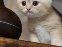 Golden fold top kafa scottish fold bebeğim