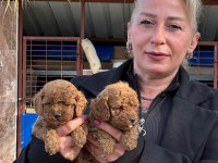Toy poodle sevimli yavrularım