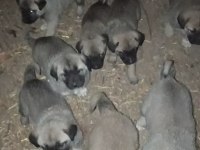 KANGAL SİVASDAN ALINIR KALİTE AYI BOĞANLAR