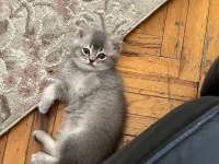 Babası şecereli british longhair
