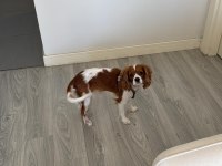 1 Yaşında Cavalier King Charles