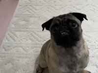 13 aylık pug dişi wc eğitimli