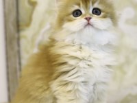 Gülen British Longhair Tostikler
