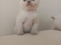 Safkan yavru harika kedilerim
