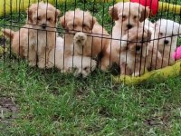 Maltipoo Miniklerimiz