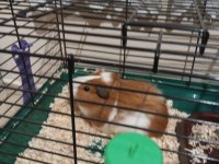 Guinea pig