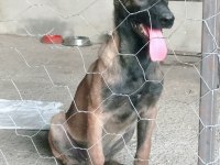 Safkan Belçika kurdu yavru