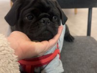 MÜKEMMEL OYUNCU PUG