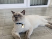 Kendi british shorthair kedim