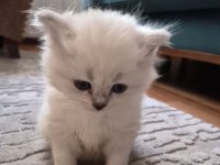 British shorthair ve british longhair