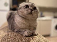 Luna çok tatlı ve sakin scottish fold