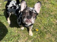 AŞILI ISABELLA VE FLUFFY TAŞIYICI ERKEK FRENCH BULLDOG
