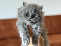 BRITISH LONGHAIR SAFKAN YAVRULARIM 